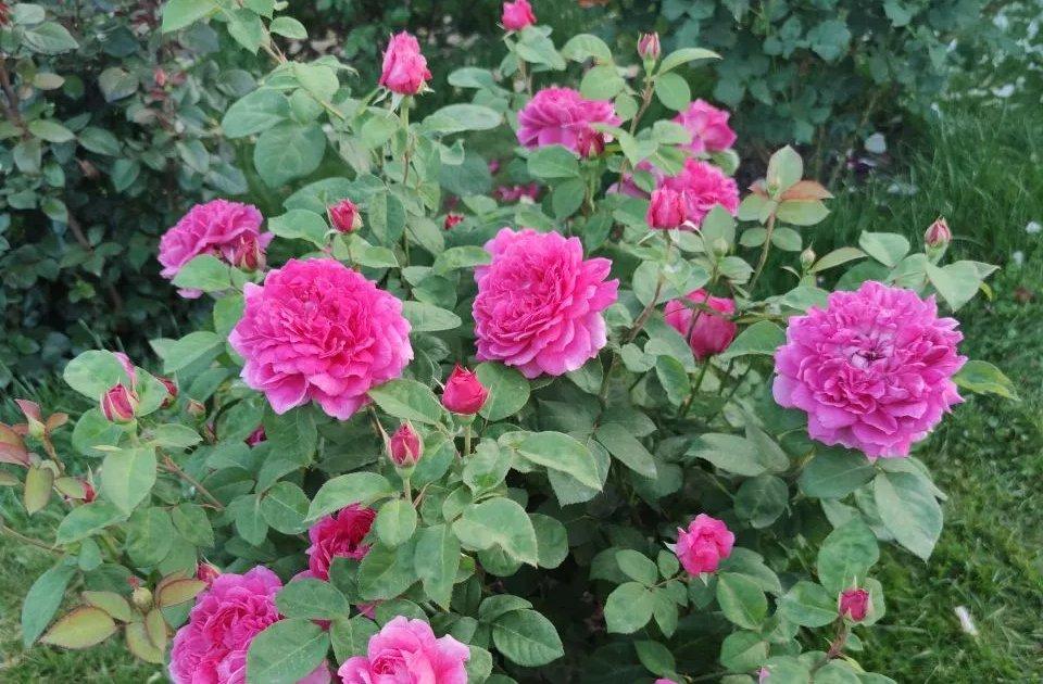 Rosa ‘Sophy’s Rose’