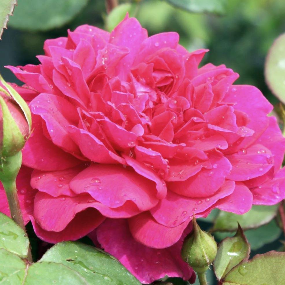 Rosa ‘Sophy’s Rose’