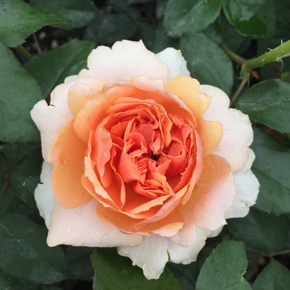 Rosa 'Soul Sister' (Floribunda Rose)