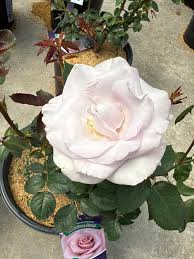 Rosa ‘Stainless Steel’