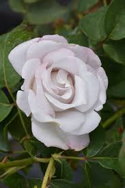 Rosa ‘Stainless Steel’