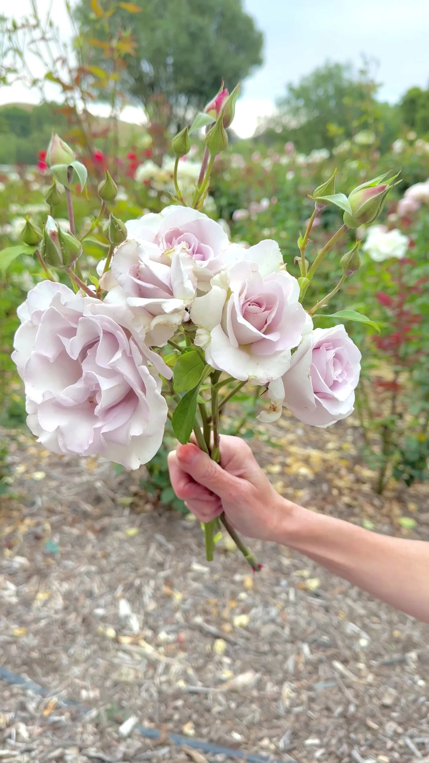 Rosa ‘Stainless Steel’