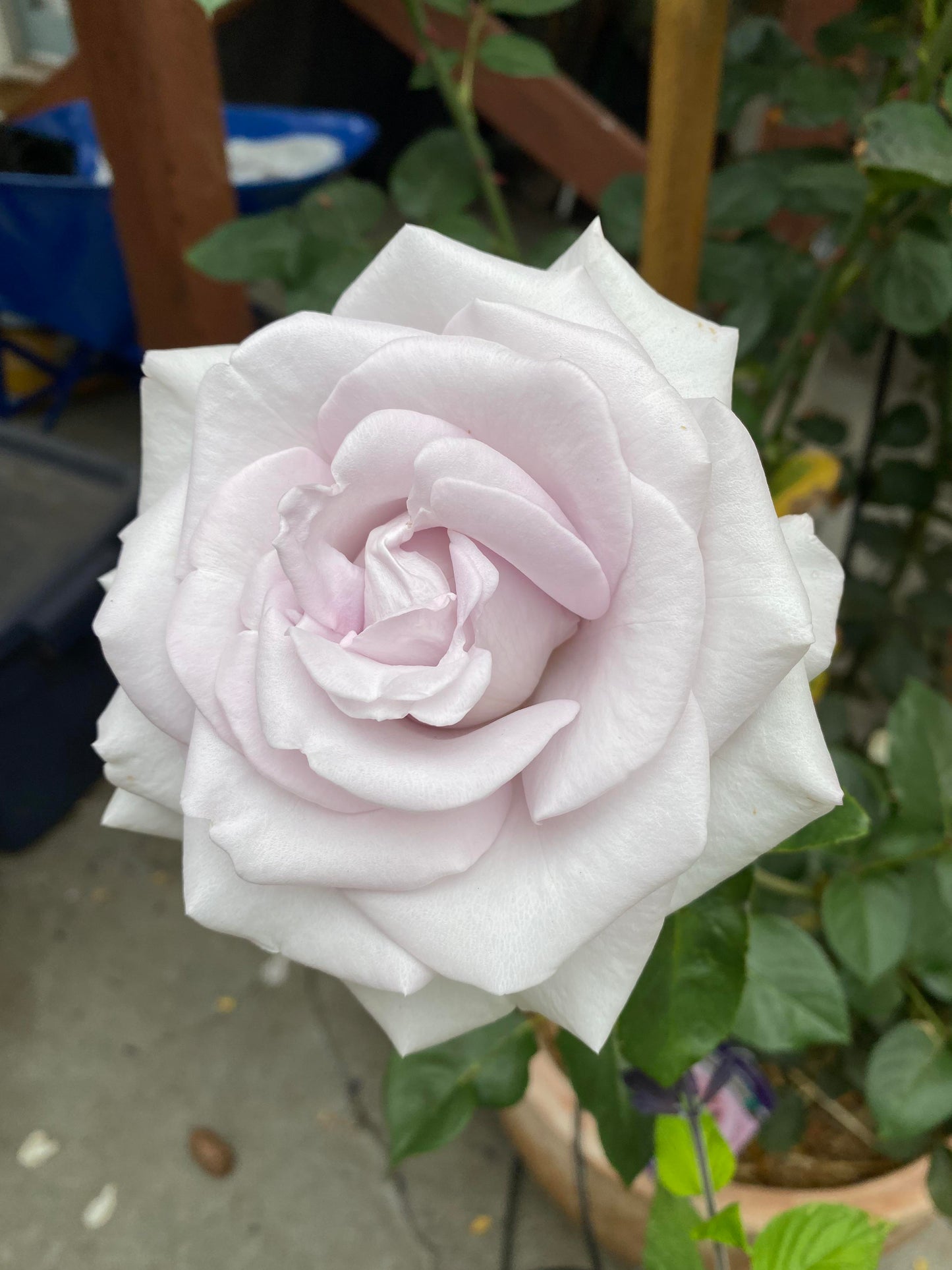 Rosa ‘Stainless Steel’