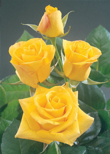 Rosa ‘Sun King’