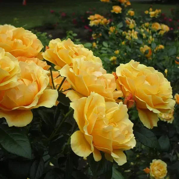 Rosa ‘Sun King’