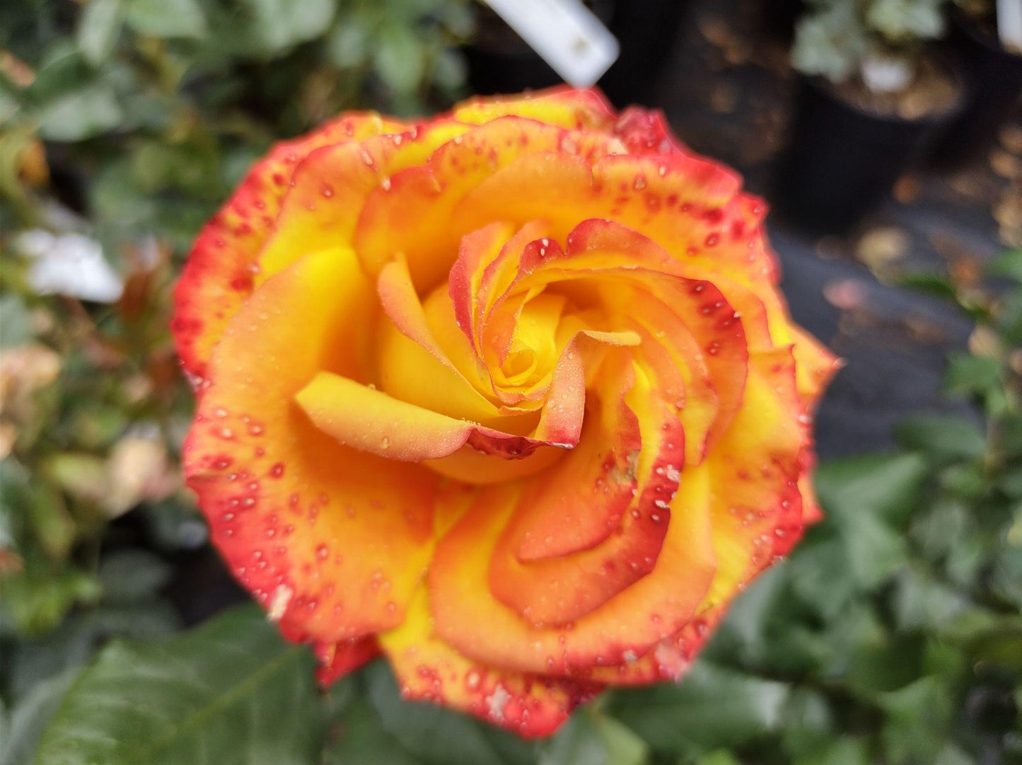 Rosa 'Tequila Sunrise' (Tequila Sunrise Floribunda Rose)