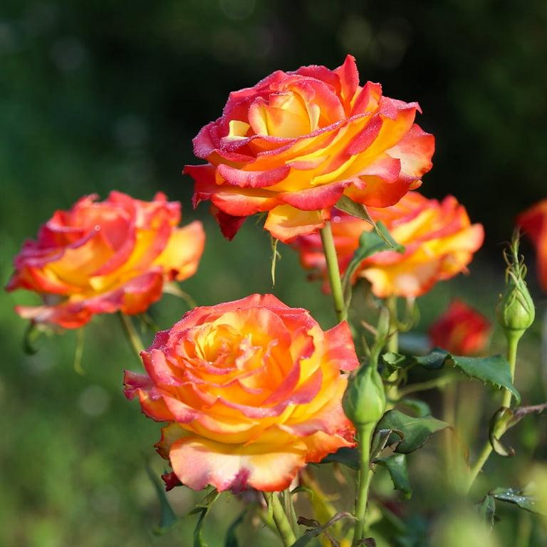 Rosa 'Tequila Sunrise' (Tequila Sunrise Floribunda Rose)