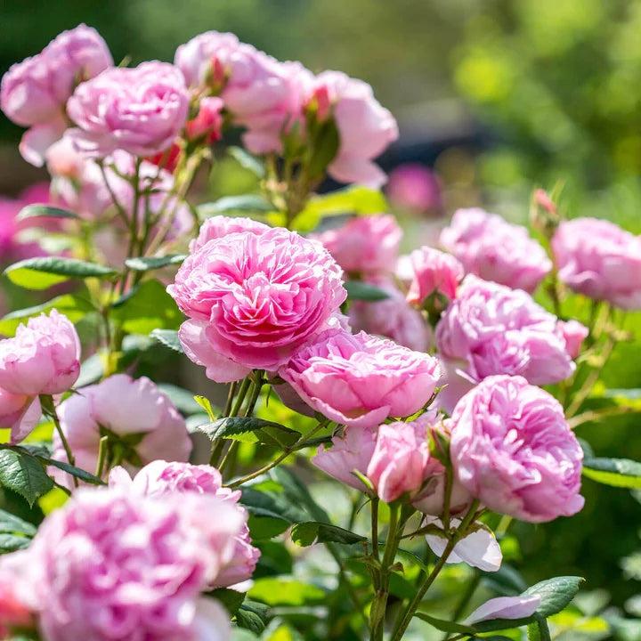 Rosa ‘The Ancient Mariner’ (The Ancient Mariner Rose) Standards