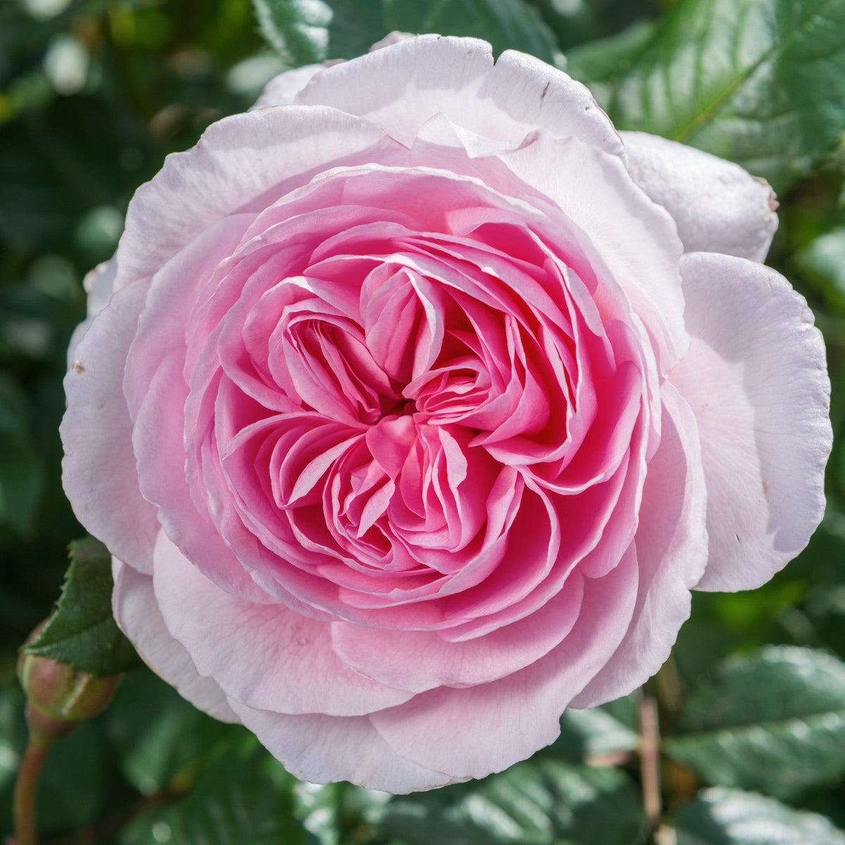 Rosa ‘The Ancient Mariner’ (The Ancient Mariner Rose) Standards