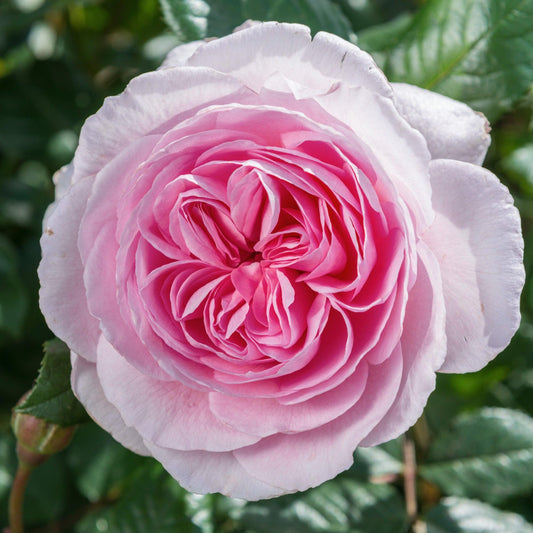 Rosa ‘The Ancient Mariner’ (The Ancient Mariner Rose) Standards