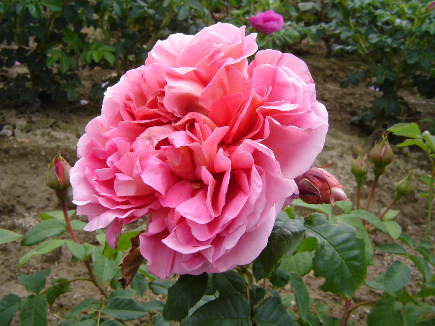 Rosa ‘The Endeavour’ (The Endeavour English Shrub Rose)