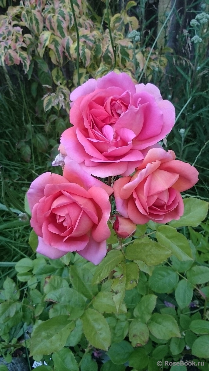 Rosa ‘The Endeavour’ (The Endeavour English Shrub Rose)