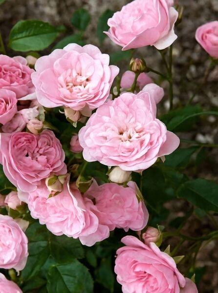 Rosa ‘The Fairy’ (The Fairy Weeping Standard Rose)