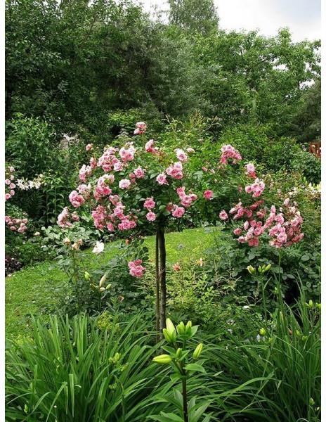 Rosa ‘The Fairy’ (The Fairy Weeping Standard Rose)