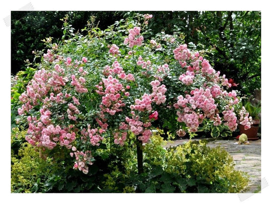 Rosa ‘The Fairy’ (The Fairy Weeping Standard Rose)