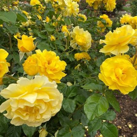 Rosa 'Frida Kahlo' (Floribunda Rose) (Copy)