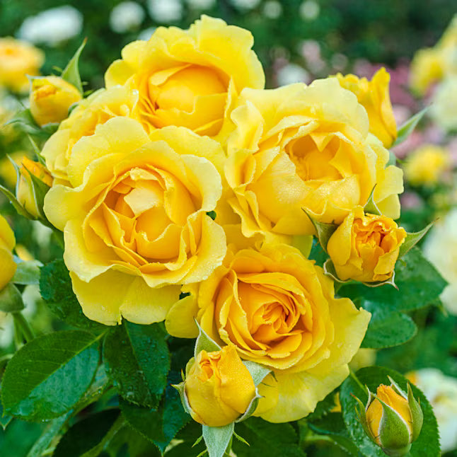 Rosa 'Frida Kahlo' (Floribunda Rose) (Copy)