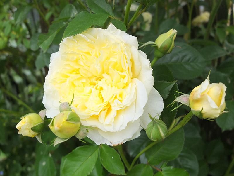 Rosa ‘The Pilgrim’ (The Pilgrim David Austin Rose)