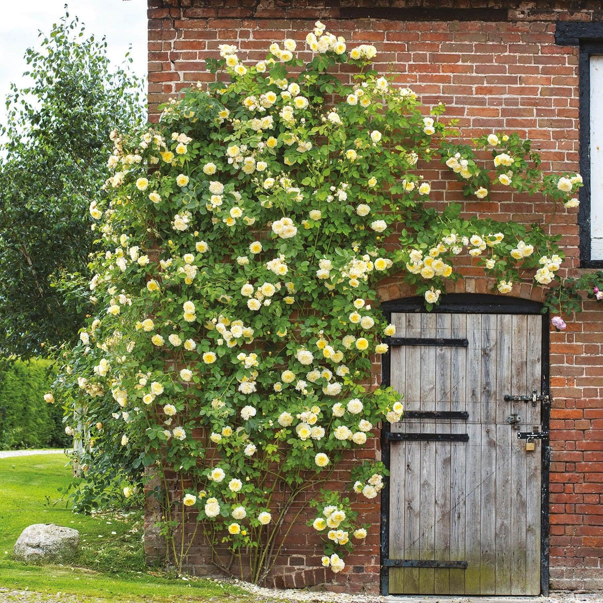 Rosa ‘The Pilgrim’ (The Pilgrim David Austin Rose)