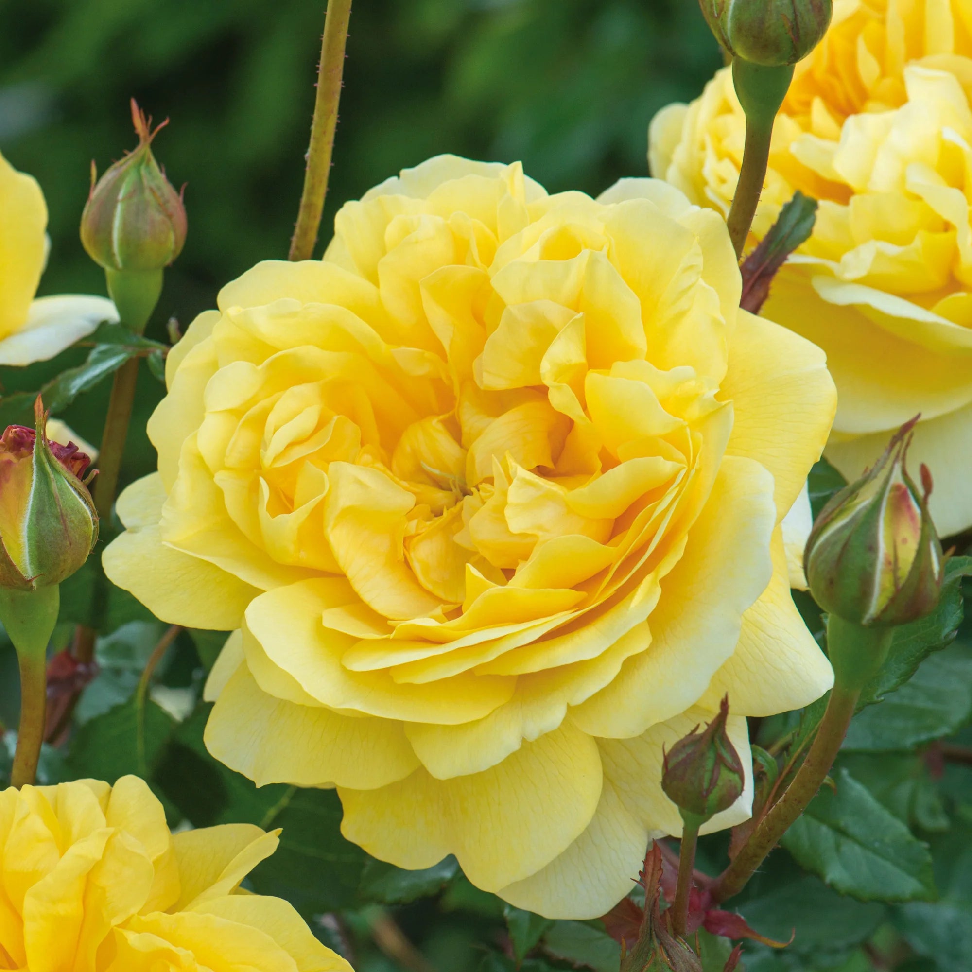 Rosa ‘The Poet’s Wife’ (The Poet’s Wife English Shrub Rose)