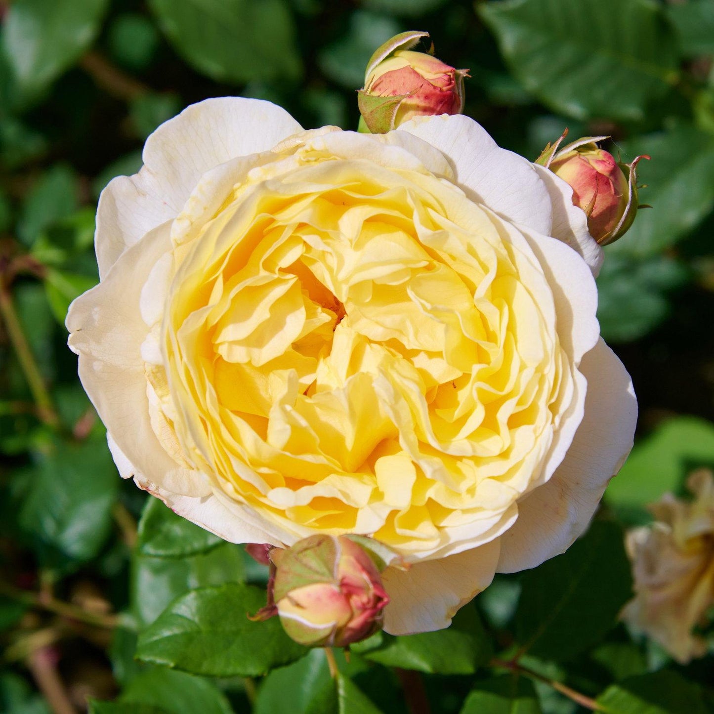 Rosa ‘The Poet’s Wife’ (The Poet’s Wife English Shrub Rose)