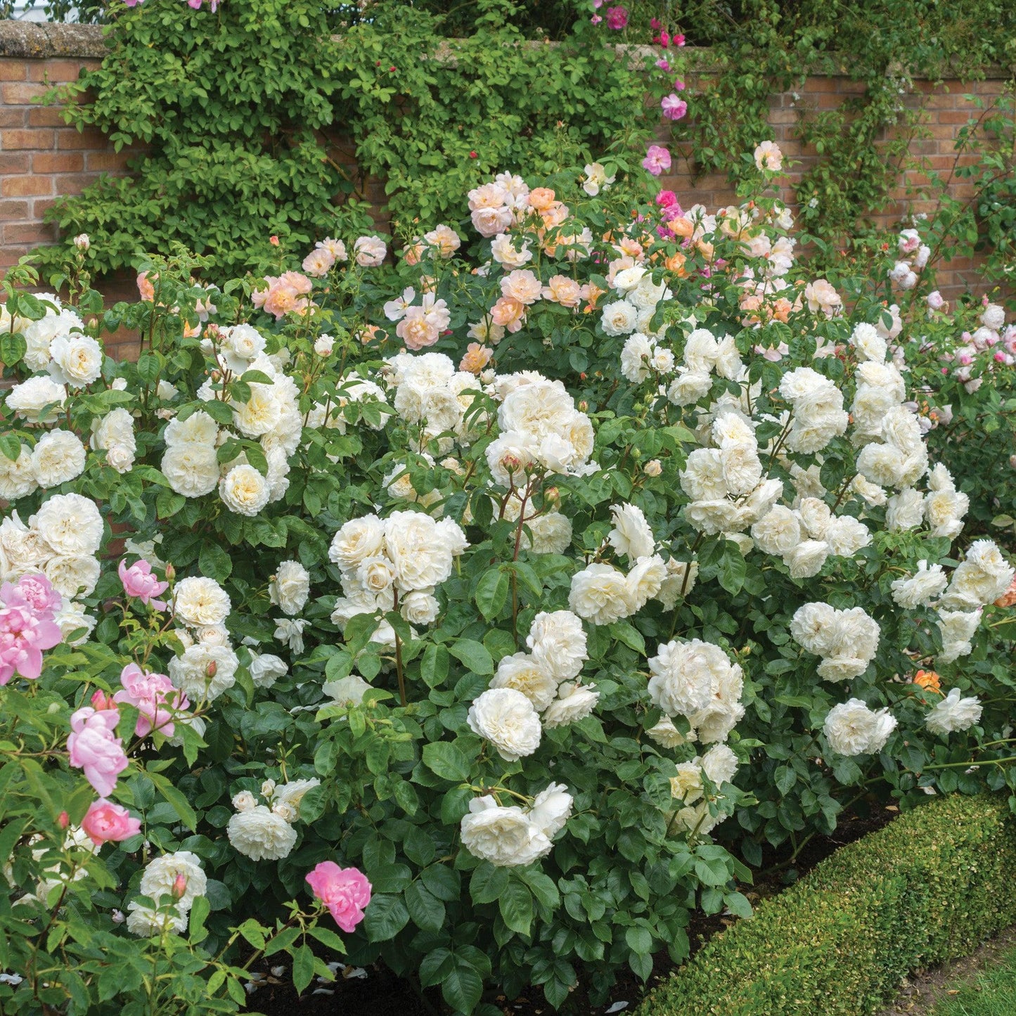 Rosa ‘Tranquillity’ (Tranquillity David Austin Rose)