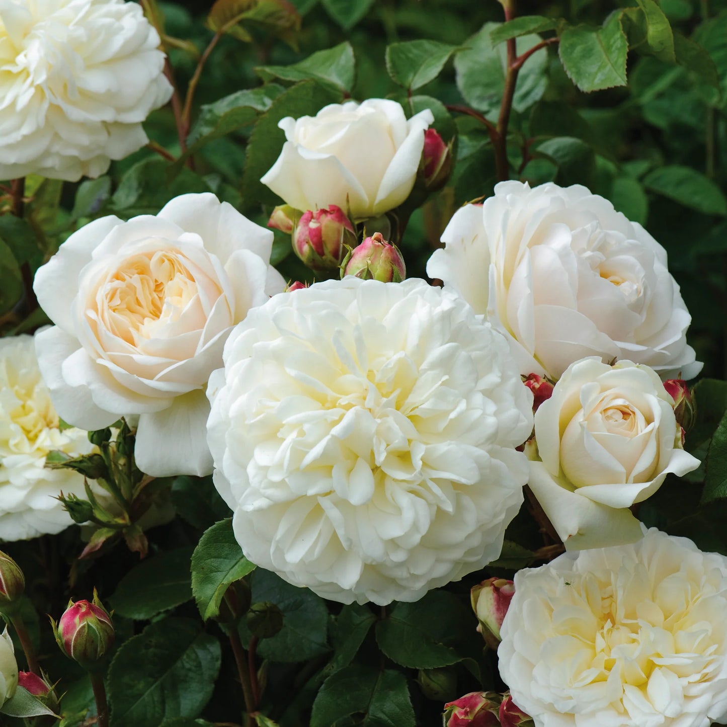 Rosa ‘Tranquillity’ (Tranquillity David Austin Rose)