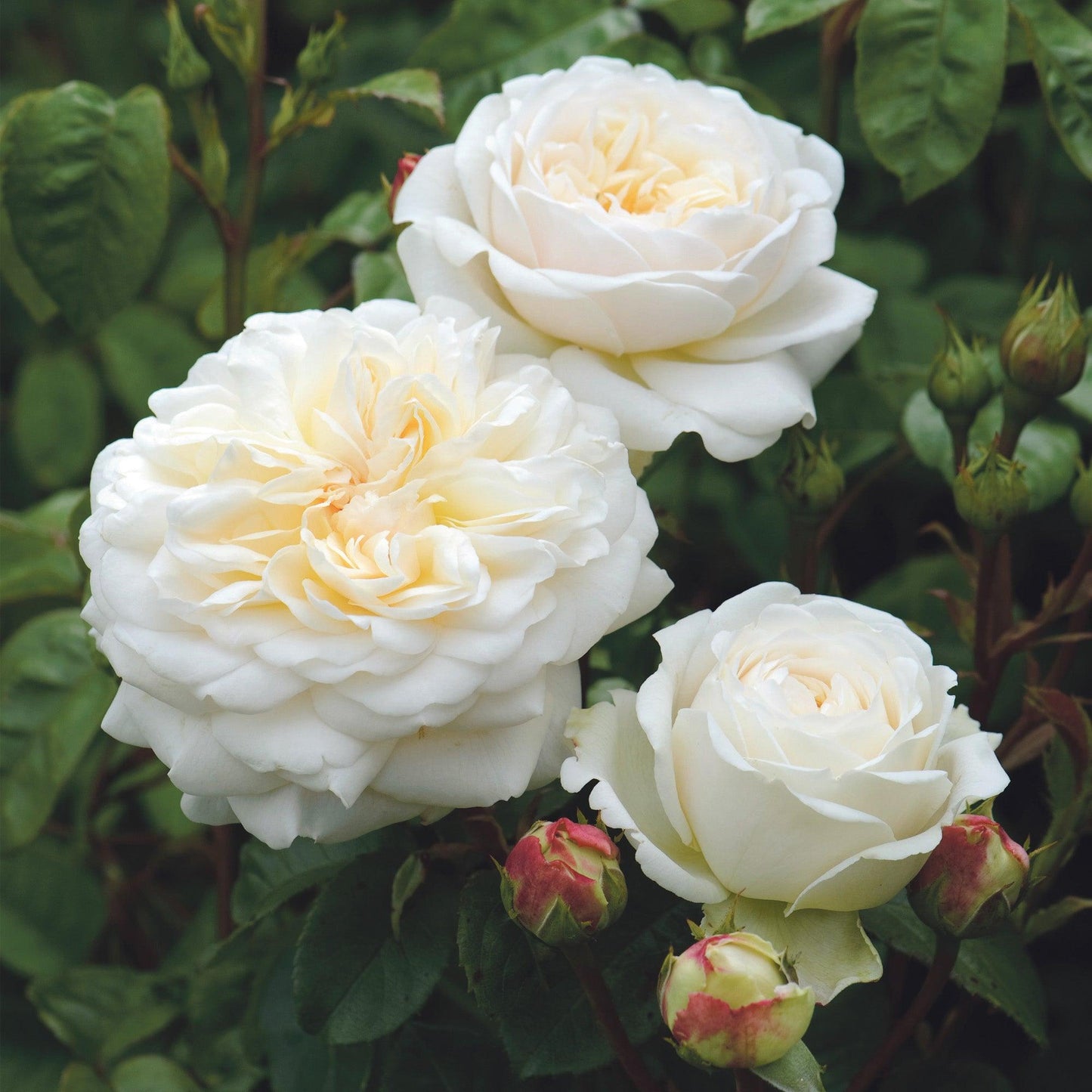 Rosa ‘Tranquillity’ (Tranquillity David Austin Rose)