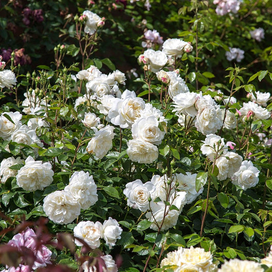 Rosa ‘Tranquillity’ (Tranquillity David Austin Rose)