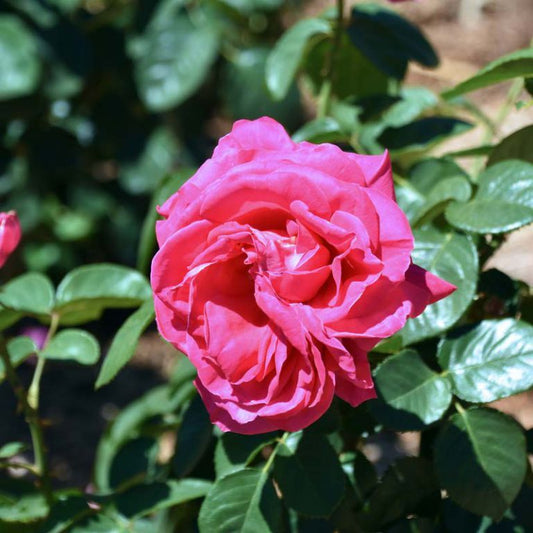 Rosa ‘Unconventional Lady’