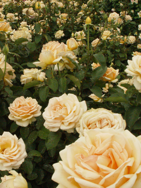 Rosa ‘Valencia’ (Valencia Hybrid Tea Rose)