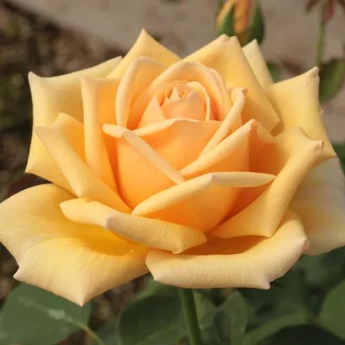 Rosa ‘Valencia’ (Valencia Hybrid Tea Rose)