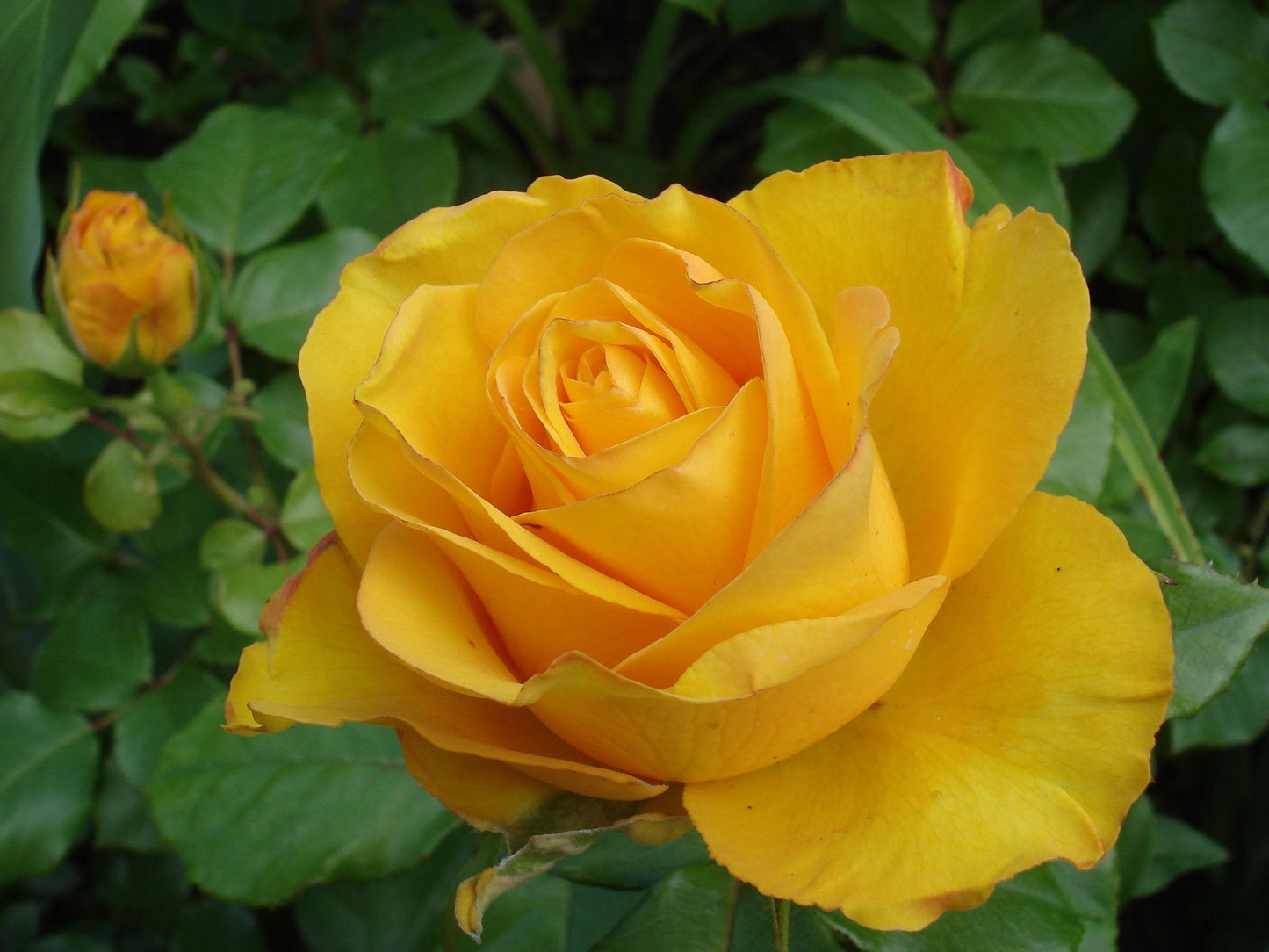 Rosa ‘Valencia’ (Valencia Hybrid Tea Rose)