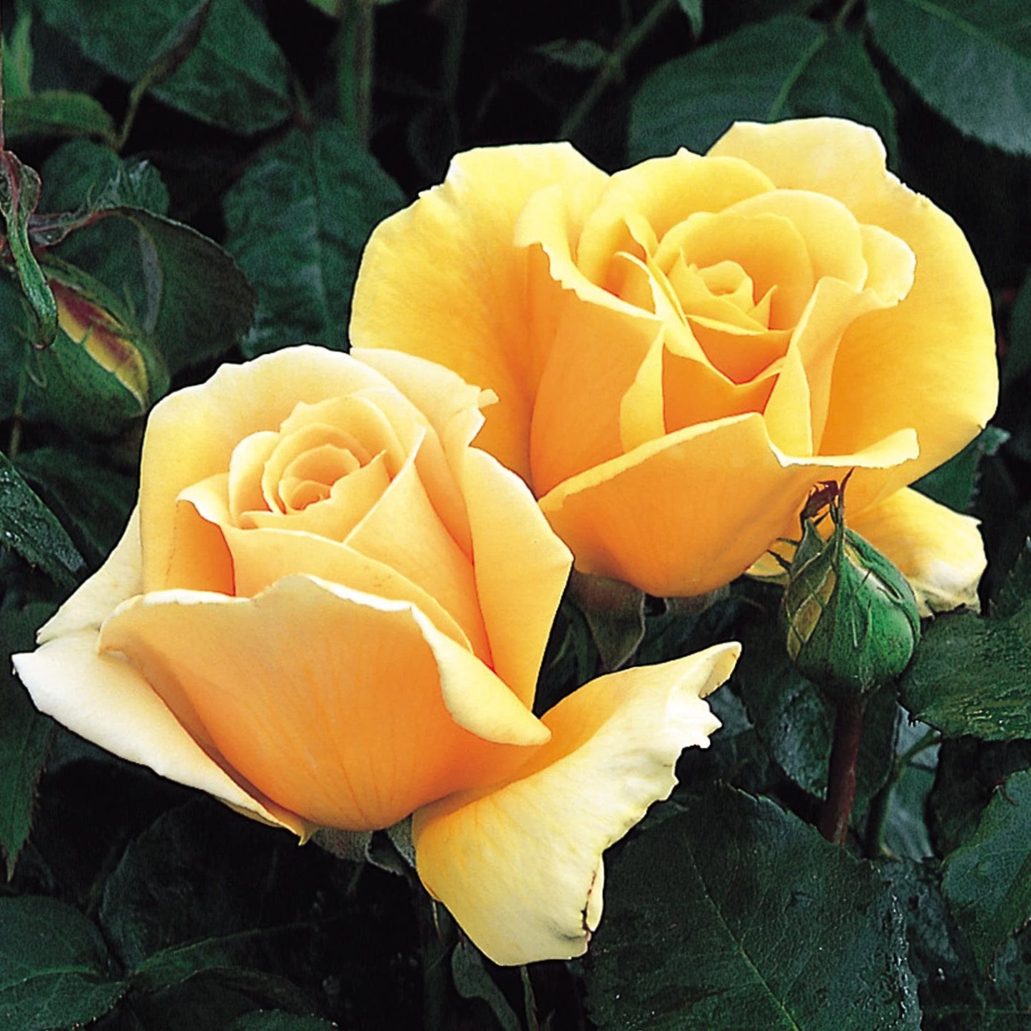 Rosa ‘Valencia’ (Valencia Hybrid Tea Rose)