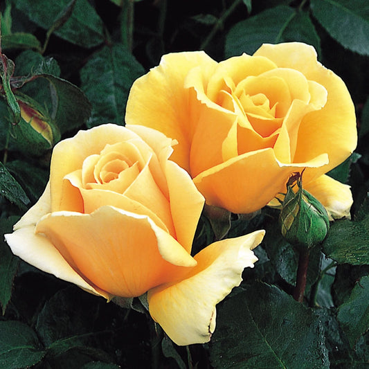 Rosa ‘Valencia’ (Valencia Hybrid Tea Rose)