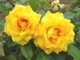 Rosa ‘Victoria’s Gold’