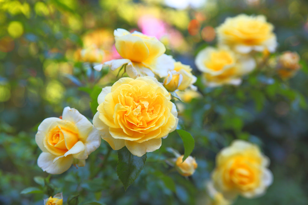 Rosa ‘Victoria’s Gold’
