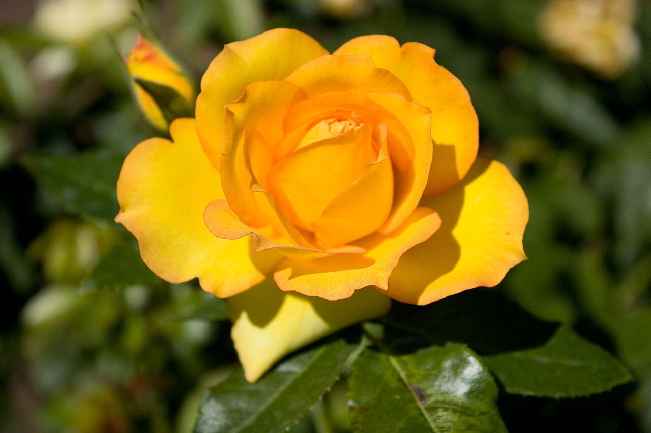 Rosa ‘Victoria’s Gold’