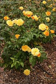 Rosa ‘Victoria’s Gold’