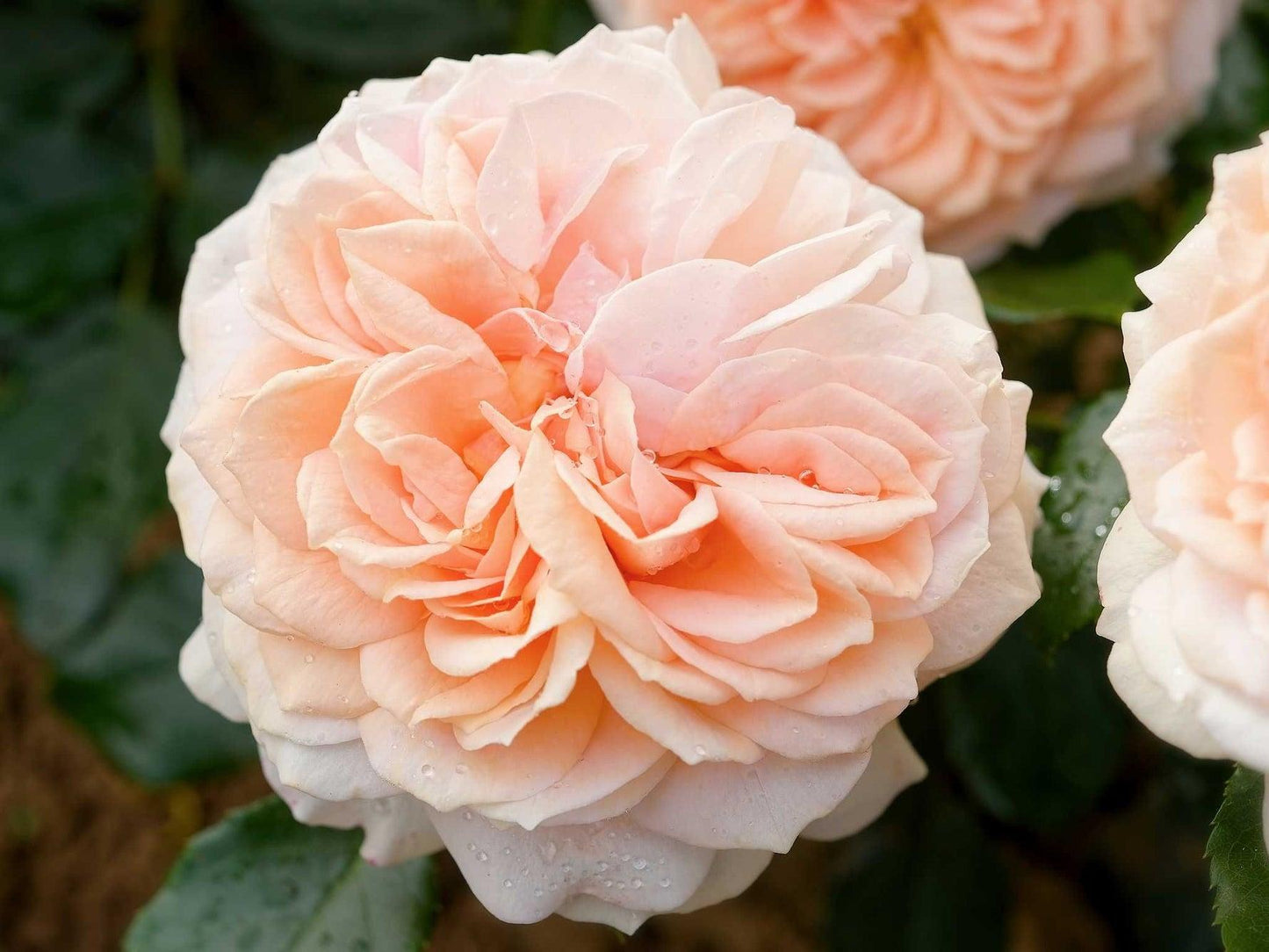 Rosa 'Vintage' (Floribunda Rose)
