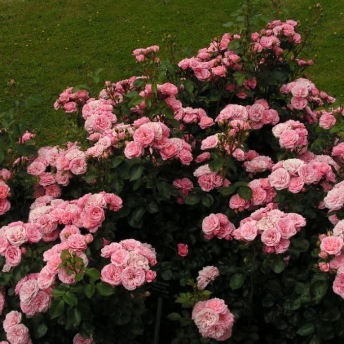 Rosa 'Vintage' (Floribunda Rose)