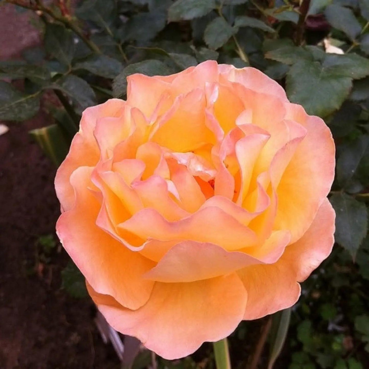 Rosa 'Whisky' (Whisky Hybrid Tea Rose)