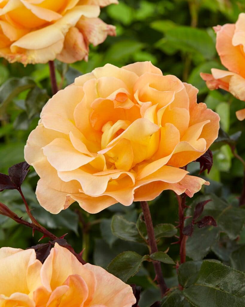 Rosa 'Whisky' (Whisky Hybrid Tea Rose)