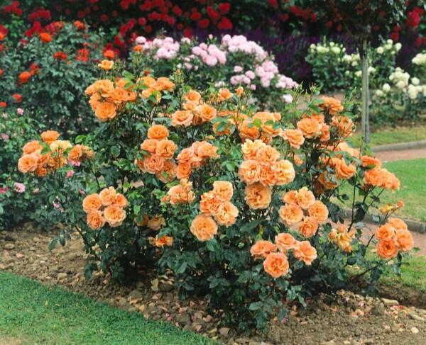 Rosa 'Whisky' (Whisky Hybrid Tea Rose)