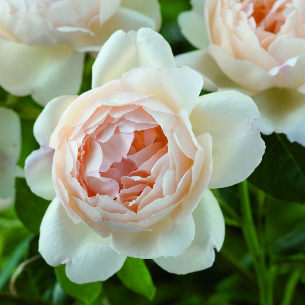 Rosa ‘Wollerton Old Hall’