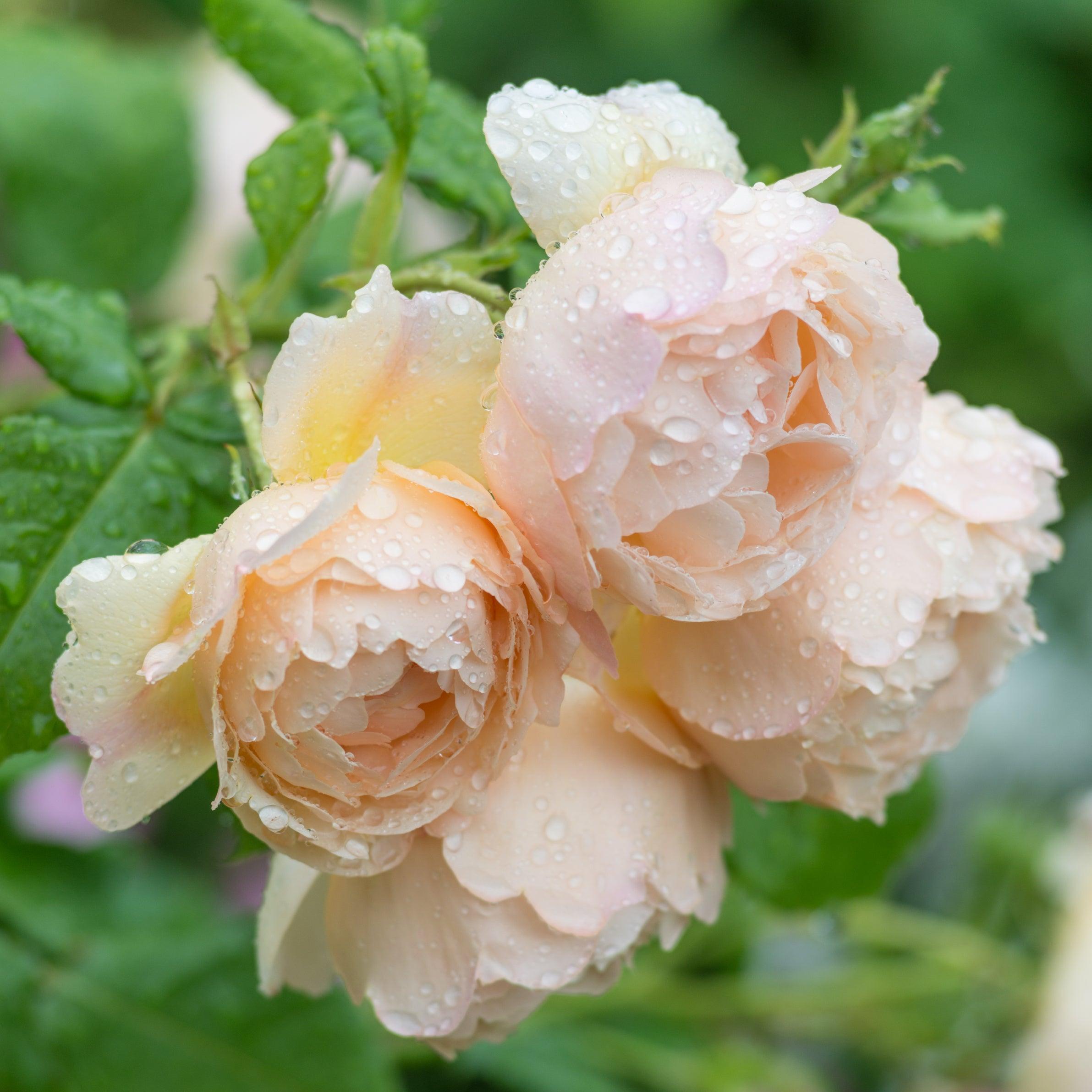 Rosa ‘Wollerton Old Hall’