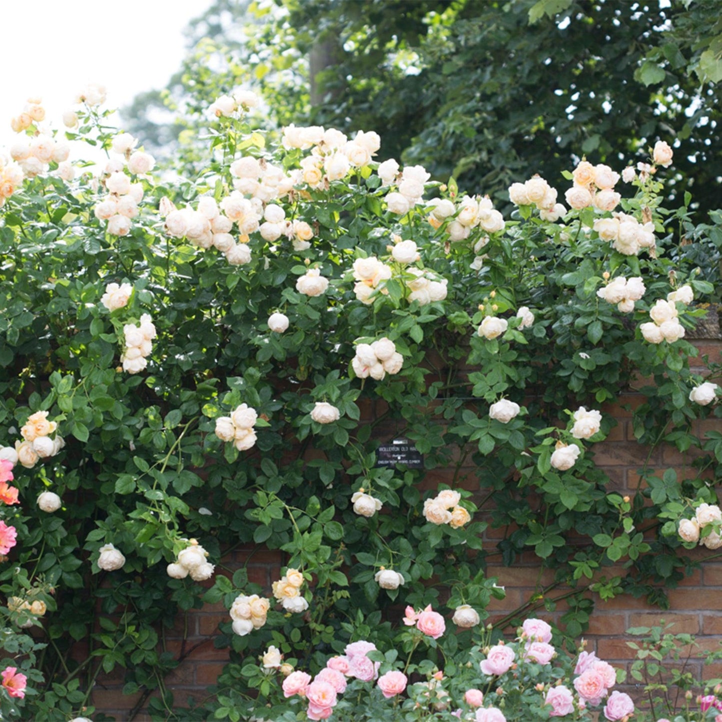 Rosa ‘Wollerton Old Hall’
