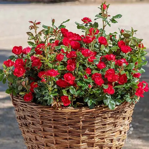 Rosa 'Zepeti' (Rose)