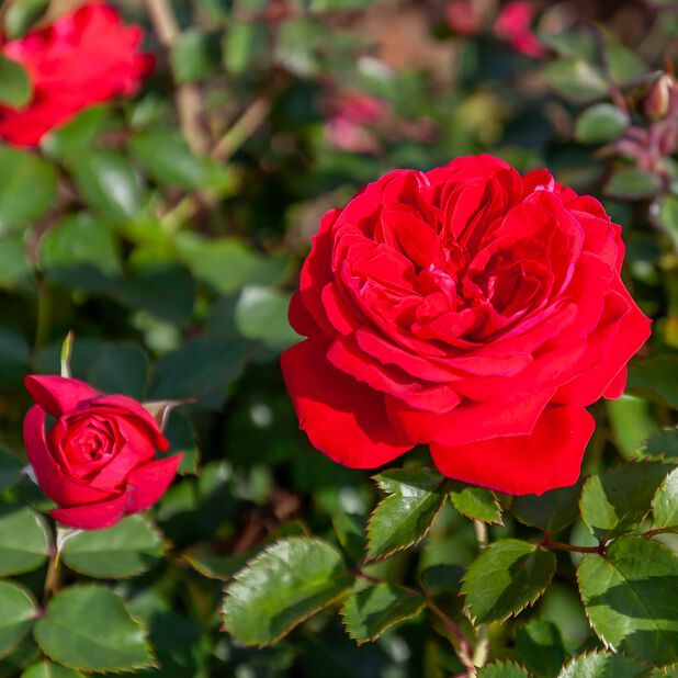 Rosa 'Zepeti' (Rose)