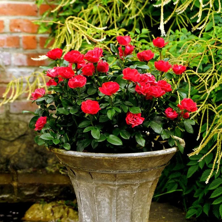 Rosa 'Zepeti' (Rose)
